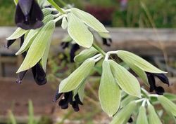 Andean Silver-Leaf Sage, Peruvian Sage, Concolor Sage, Salvia discolor, S. bonplandiana, S. nigricans